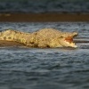 Krokodyl nilsky - Crocodylus niloticus - Nile Crocodile o2806